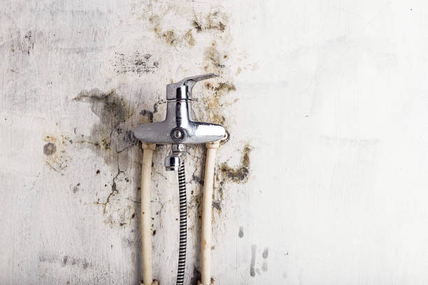 Best Mold Testing and Inspection Services in Elmwood Park, IL