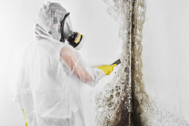 Best Residential Mold Remediation in Elmwood Park, IL