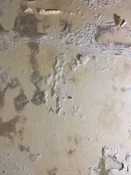 Best Industrial Mold Remediation in Elmwood Park, IL