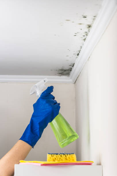 Best White Mold Remediation in Elmwood Park, IL