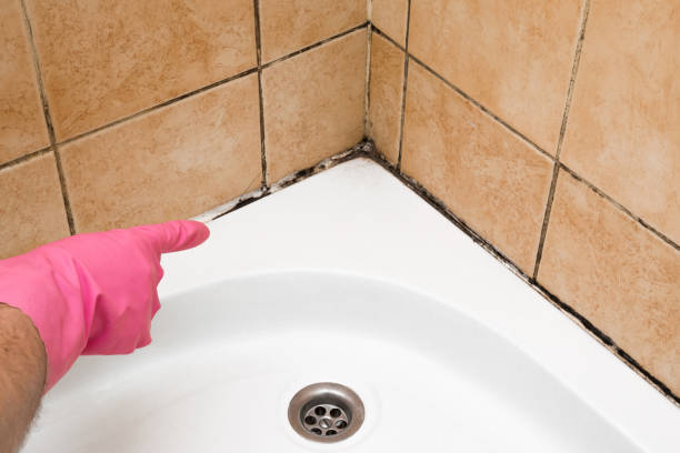 Best Localized Mold Remediation (e.g., coastal areas, humid climates) in Elmwood Park, IL
